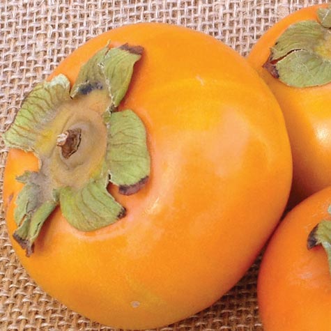 Persimmon