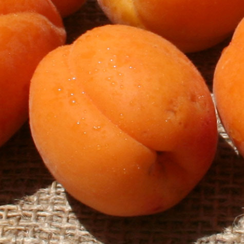 Apricot