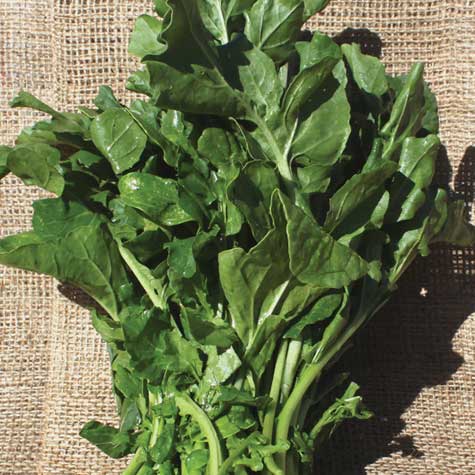 arugula