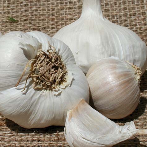 Garlic