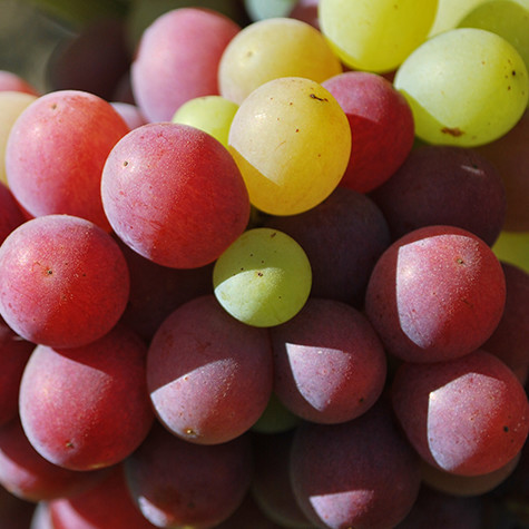 Grapes