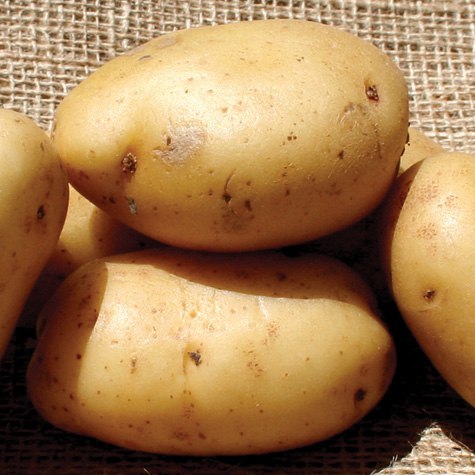 Potatoes