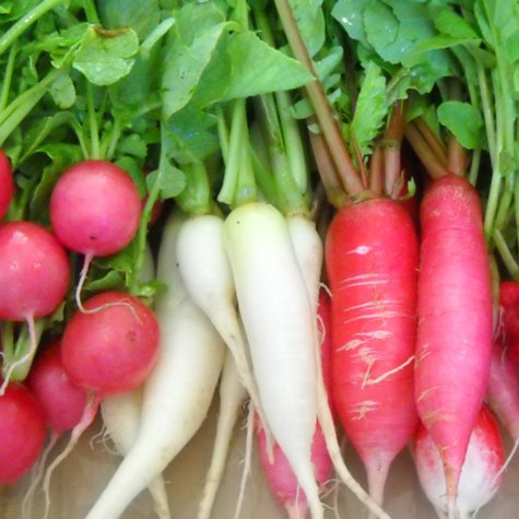 Radish